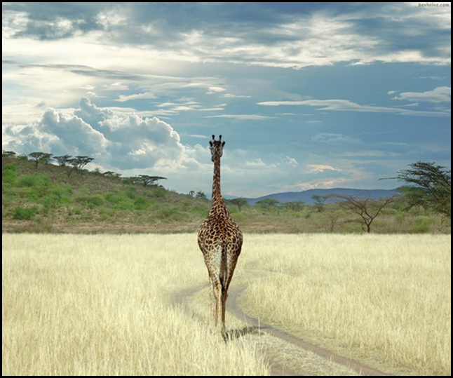 Фотохудожник Бен Гейне (Ben Heine)