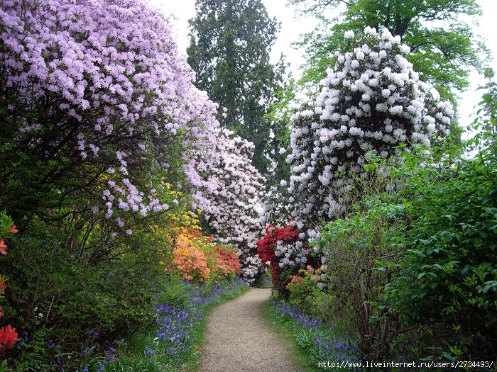 Весна в Leonardslee Gardens (Англия). (700x525, 399Kb)