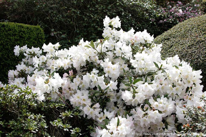Весна в Leonardslee Gardens (Англия). (699x466, 172Kb)