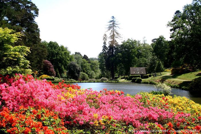 Весна в Leonardslee Gardens (Англия). (699x466, 103Kb)