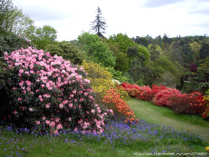 Весна в Leonardslee Gardens (Англия). (700x525, 325Kb)