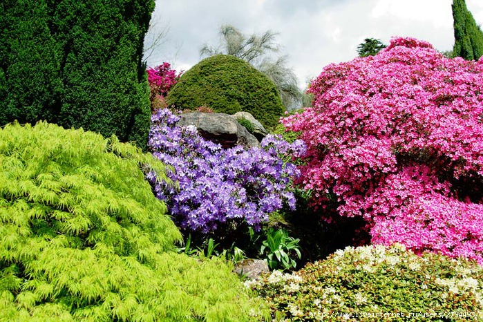 Весна в Leonardslee Gardens (Англия). (699x466, 203Kb)