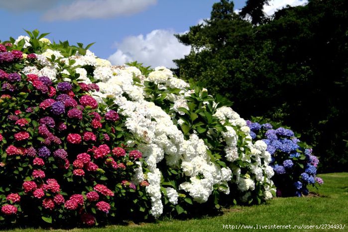 Весна в Leonardslee Gardens (Англия). (699x466, 85Kb)