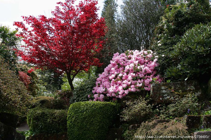 Весна в Leonardslee Gardens (Англия). (699x466, 179Kb)