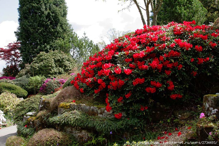 Весна в Leonardslee Gardens (Англия). (699x466, 162Kb)