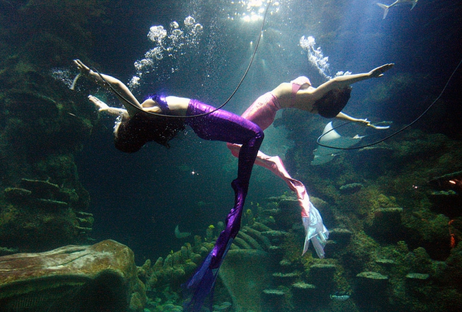       Sea Life, 14  2010 .