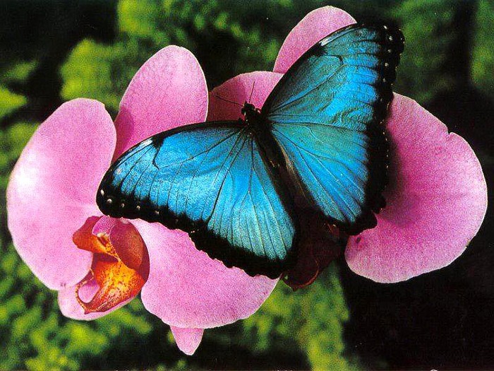 Изображения по запросу Бабочки цветы