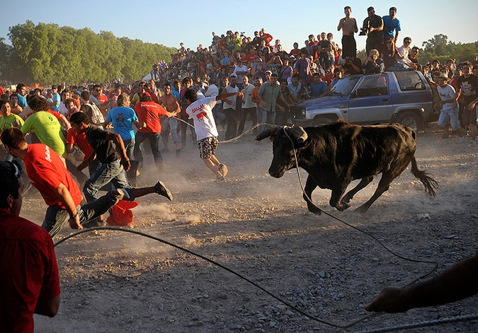 Ежегодный 'Vacas das Cordas' ('Корова на вревке')  праздник в центре города Понте-де-Лима, Португалия, 2 июня 2010 года.