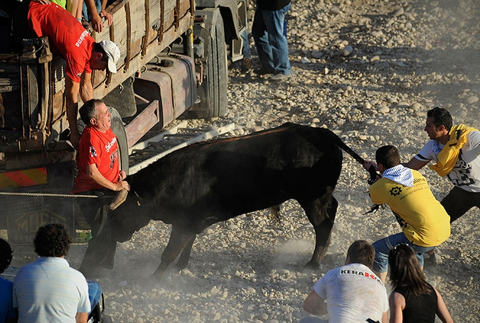 Ежегодный 'Vacas das Cordas' ('Корова на веревке')  праздник в центре города Понте-де-Лима, Португалия, 2 июня 2010 года.