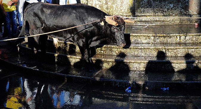 Ежегодный 'Vacas das Cordas' ('Корова на веревке')  праздник в центре города Понте-де-Лима, Португалия, 2 июня 2010 года.