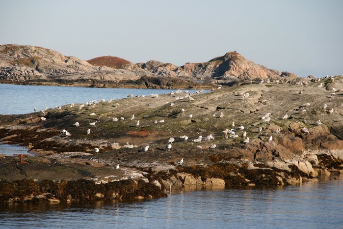 ЛОФОТЕНСКИЕ ОСТРОВА (Lofoten) 49313