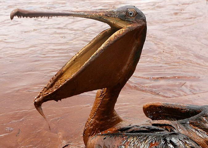 Исчезновение бурого пеликана в Мексиканском заливе