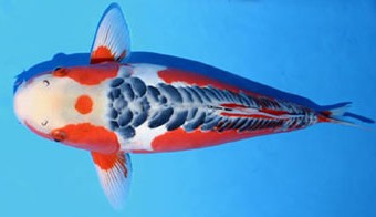 какая рыба является символом силы у японцев