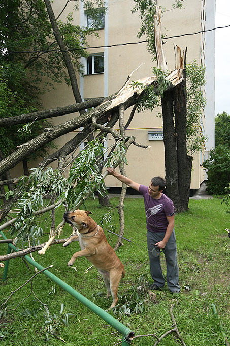 Ураган устроил в Москве лесоповал, 13 июня 2010 года.