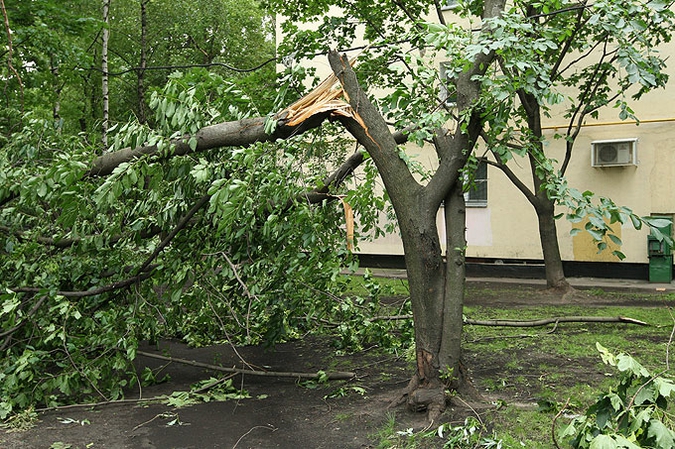 Ураган устроил в Москве лесоповал, 13 июня 2010 года.