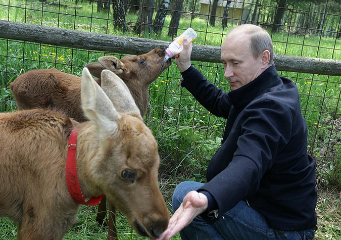 Премьер-министр России Владимир Путин кормит молодого лося в национальном парке 'Лосиный остров' на северо-востоке Москвы, 5 июня 2010 года.