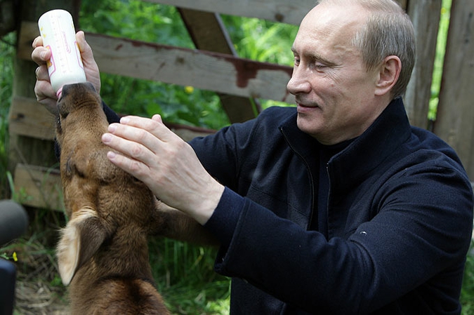 Премьер-министр России Владимир Путин кормит молодого лося в национальном парке 'Лосиный остров' на северо-востоке Москвы, 5 июня 2010 года.