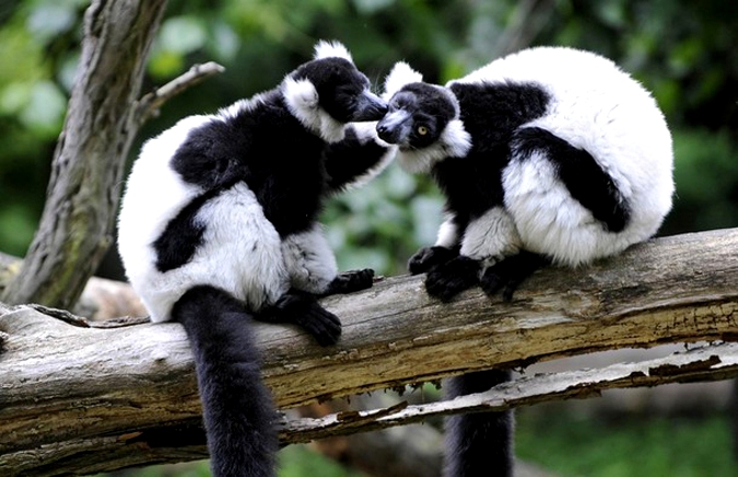 Обитатели немецкого зоопарка показали себя с лучшей стороны, Tierpark Friedrichsfelde зоопарк в Берлине, 15 июня 2010 года.