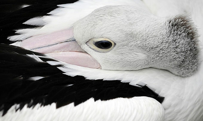 Обитатели немецкого зоопарка показали себя с лучшей стороны, Tierpark Friedrichsfelde зоопарк в Берлине, 15 июня 2010 года.