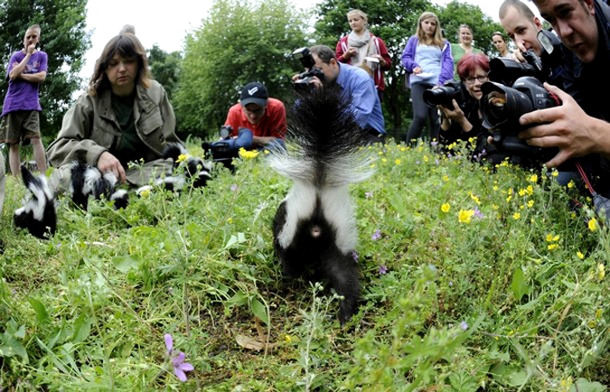 Обитатели немецкого зоопарка показали себя с лучшей стороны, Tierpark Friedrichsfelde зоопарк в Берлине, 15 июня 2010 года.