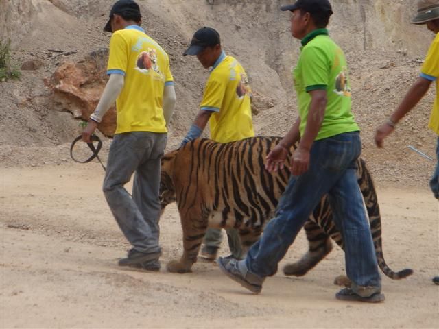 Тигровый храм (Tiger Temple) 88152