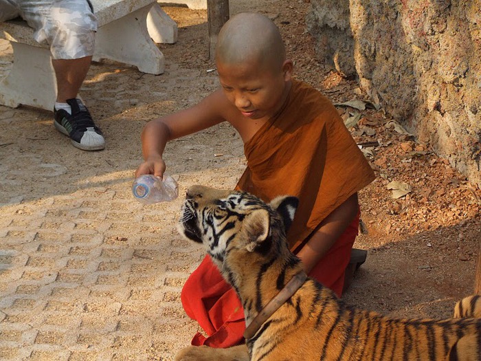 Тигровый храм (Tiger Temple) 64659