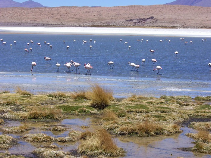 Солончак Уюни - Salar de Uyuni - Боливия 43499