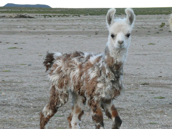 Солончак Уюни - Salar de Uyuni - Боливия 33376