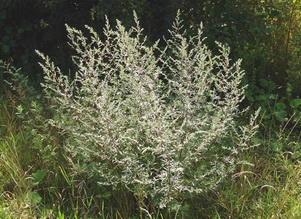 artemisia_vulgaris (301x219, 45 Kb)