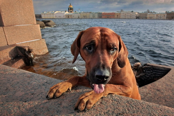 Петербург глазами фотографа Александра Петросяна (899x667, 165Kb)