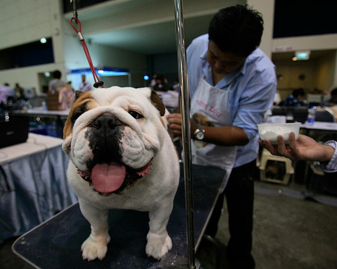 Девятая Международная выставка собак в Бангкоке, Таиланд, 24 июня 2010 года.