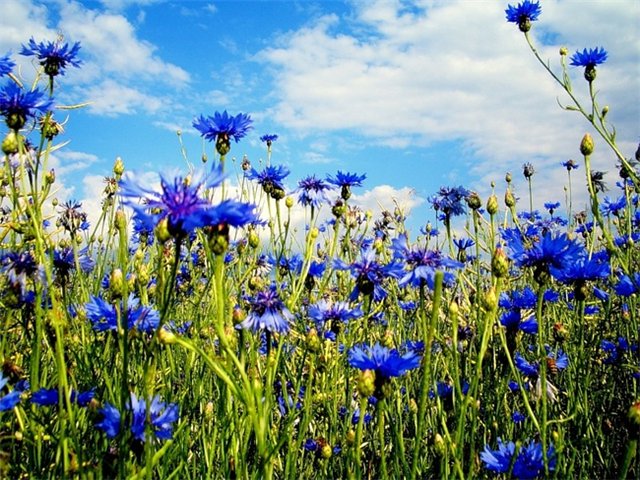 васильки5 (640x480, 114 Kb)