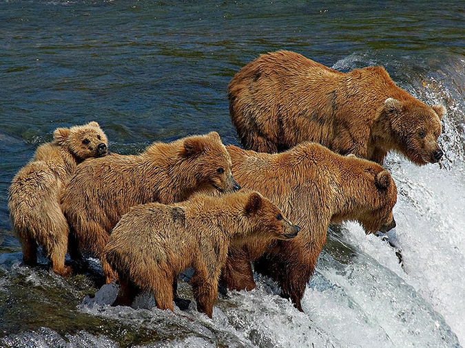 Беспроигрышные снимки животных в подборке National Geographic.