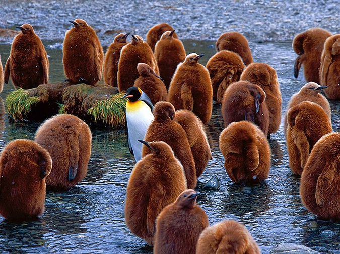 Беспроигрышные снимки животных в подборке National Geographic.