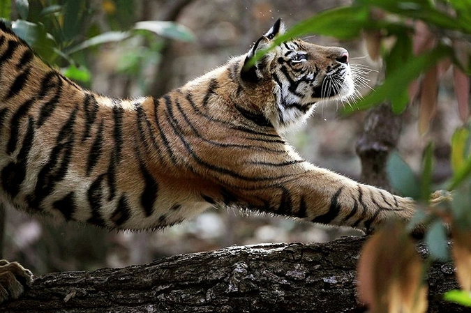 Беспроигрышные снимки животных в подборке National Geographic.