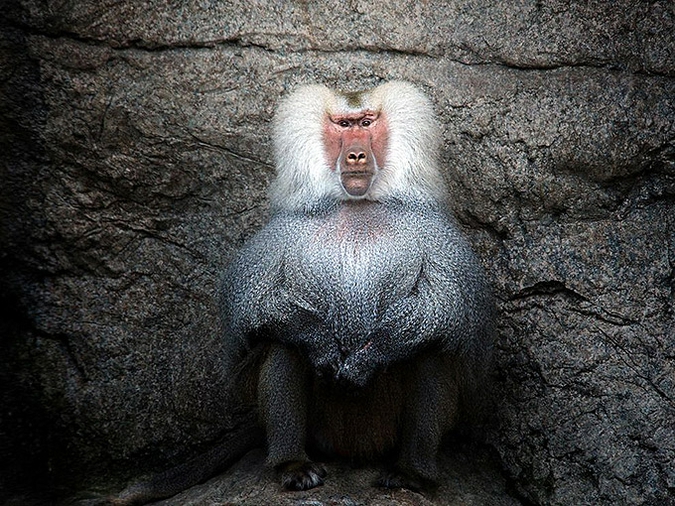 Беспроигрышные снимки животных в подборке National Geographic.