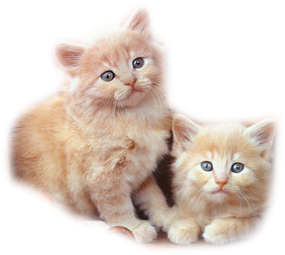 61692723_2Kitties01_MistedbyJo_06.png