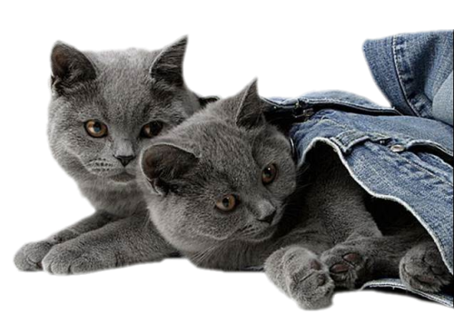 61692779_sdkittensinjeans.png