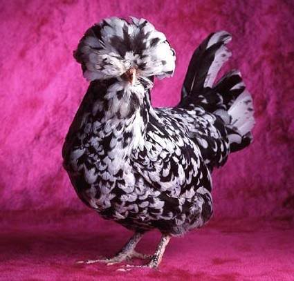 Beautiful Chickens In The World 65602
