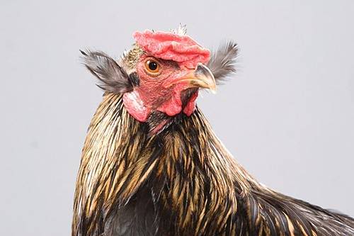 Beautiful Chickens In The World 13363