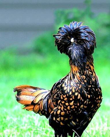 Beautiful Chickens In The World 32669