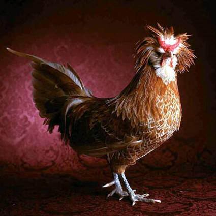 Beautiful Chickens In The World 95215