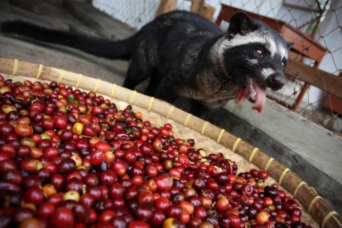  Необычный кофе.Kopi Luwak (700x467, 73Kb)