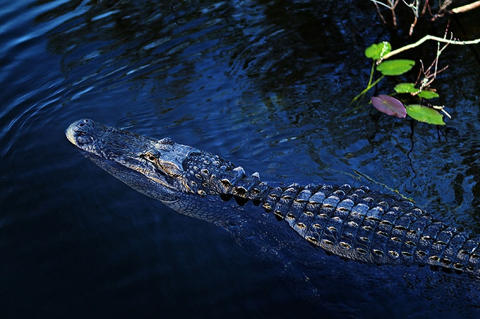 Исчезающие крокодилы и аллигаторы спрятались в водах озера Окичоби