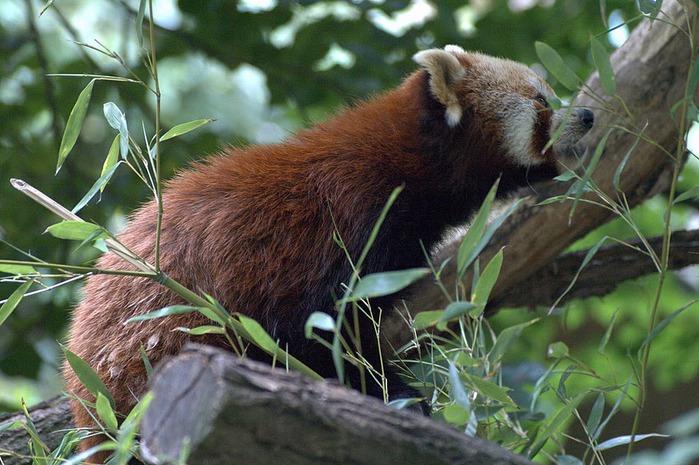 Зоологический сад в Лейпциге (Zoologischer Garten, Leipzig ) 54120