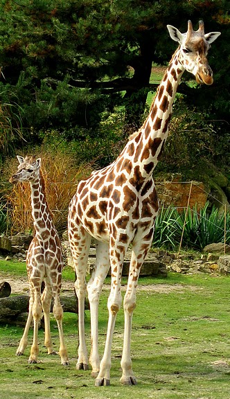 Зоологический сад в Лейпциге (Zoologischer Garten, Leipzig ) 99681