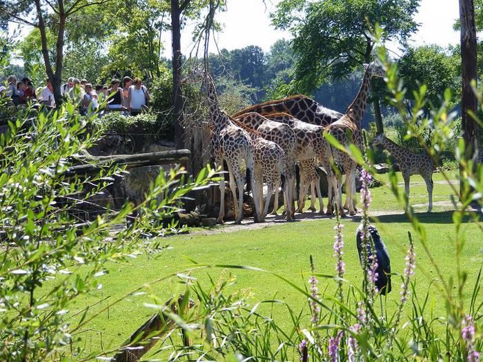 Зоологический сад в Лейпциге (Zoologischer Garten, Leipzig ) 57868