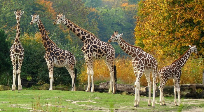 Зоологический сад в Лейпциге (Zoologischer Garten, Leipzig ) 73525