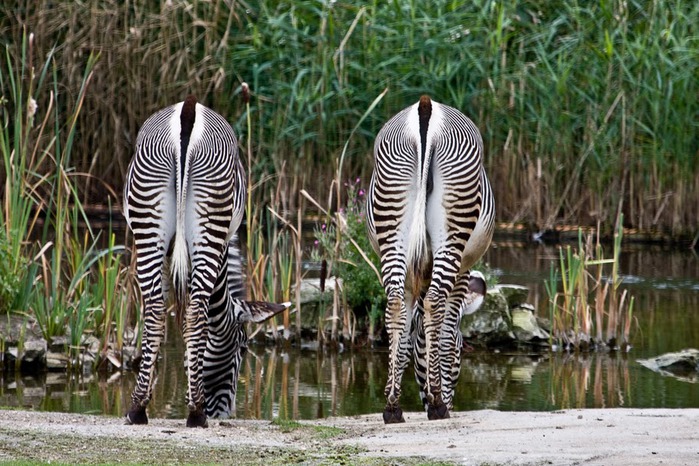 Зоологический сад в Лейпциге (Zoologischer Garten, Leipzig ) 53302