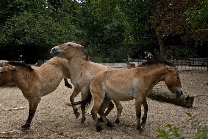 Зоологический сад в Лейпциге (Zoologischer Garten, Leipzig ) 81512